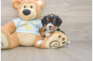 Hypoallergenic Mini Bernadoodle Poodle Mix Puppy