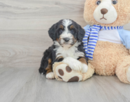 9 week old Mini Bernedoodle Puppy For Sale - Simply Southern Pups