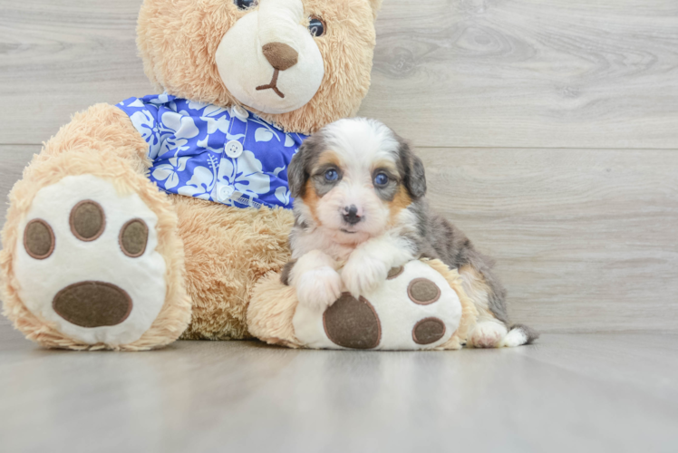 Mini Bernedoodle Pup Being Cute