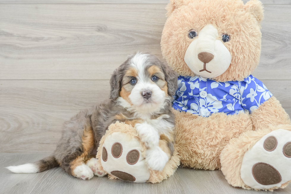 Mini Bernedoodle Puppy for Adoption