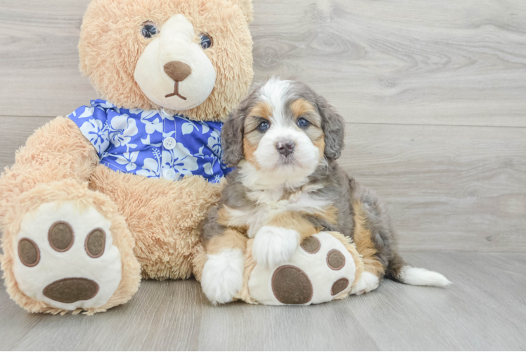 Mini Bernedoodle Puppy for Adoption