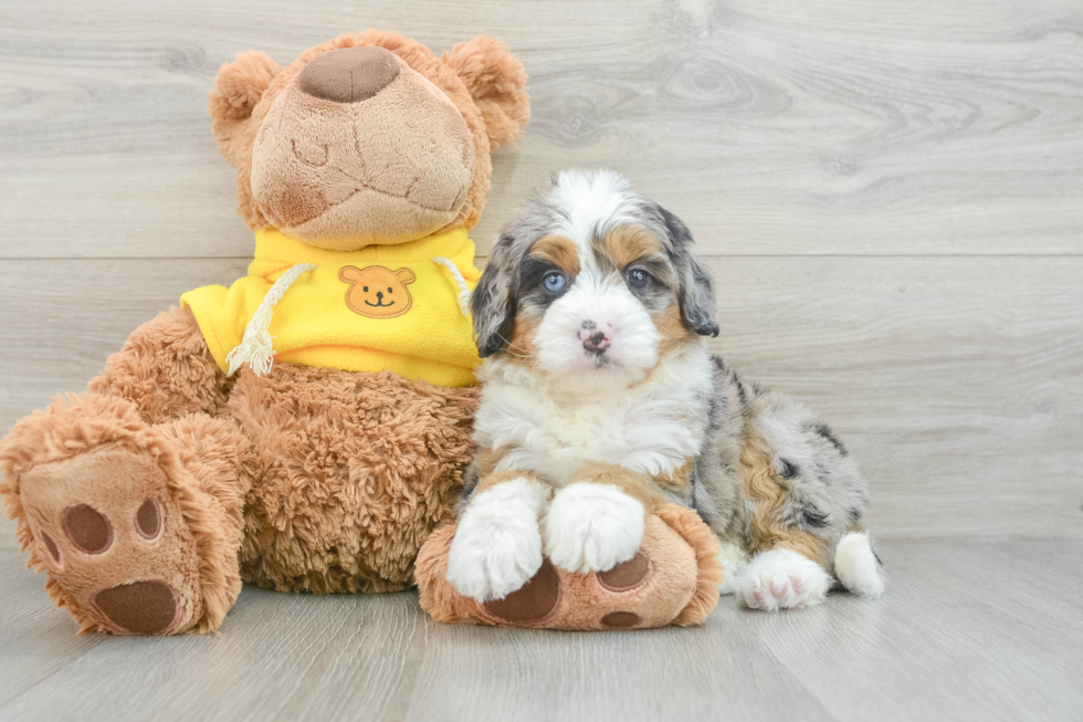 Mini Bernedoodle Pup Being Cute