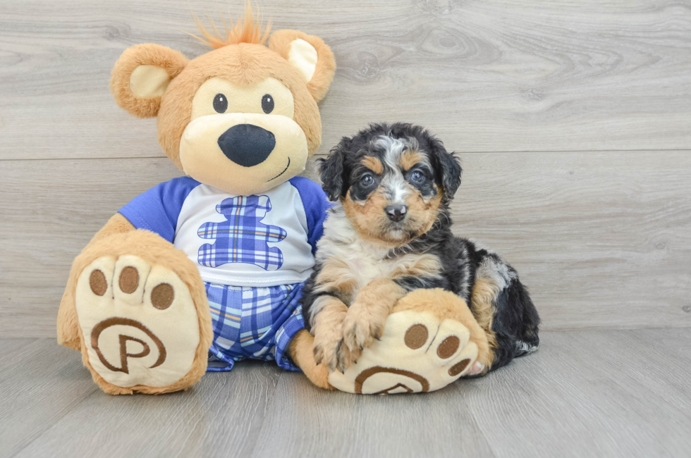 5 week old Mini Bernedoodle Puppy For Sale - Simply Southern Pups