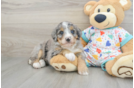 Friendly Mini Bernedoodle Baby