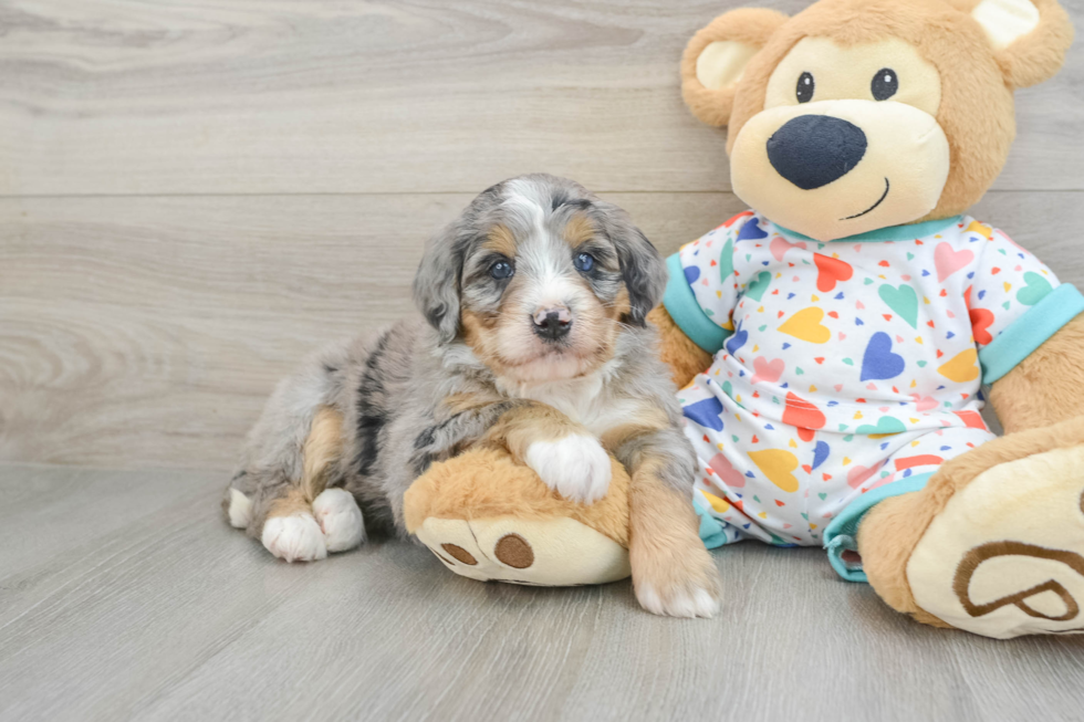 Friendly Mini Bernedoodle Baby