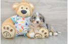 Cute Mini Bernedoodle Baby