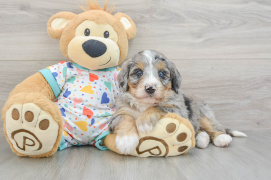 Cute Mini Bernedoodle Baby