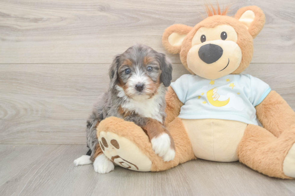5 week old Mini Bernedoodle Puppy For Sale - Simply Southern Pups