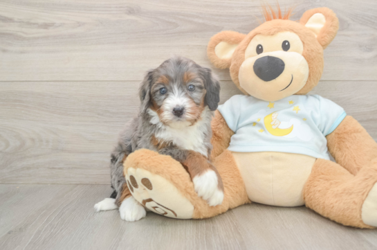 Mini Bernedoodle Puppy for Adoption