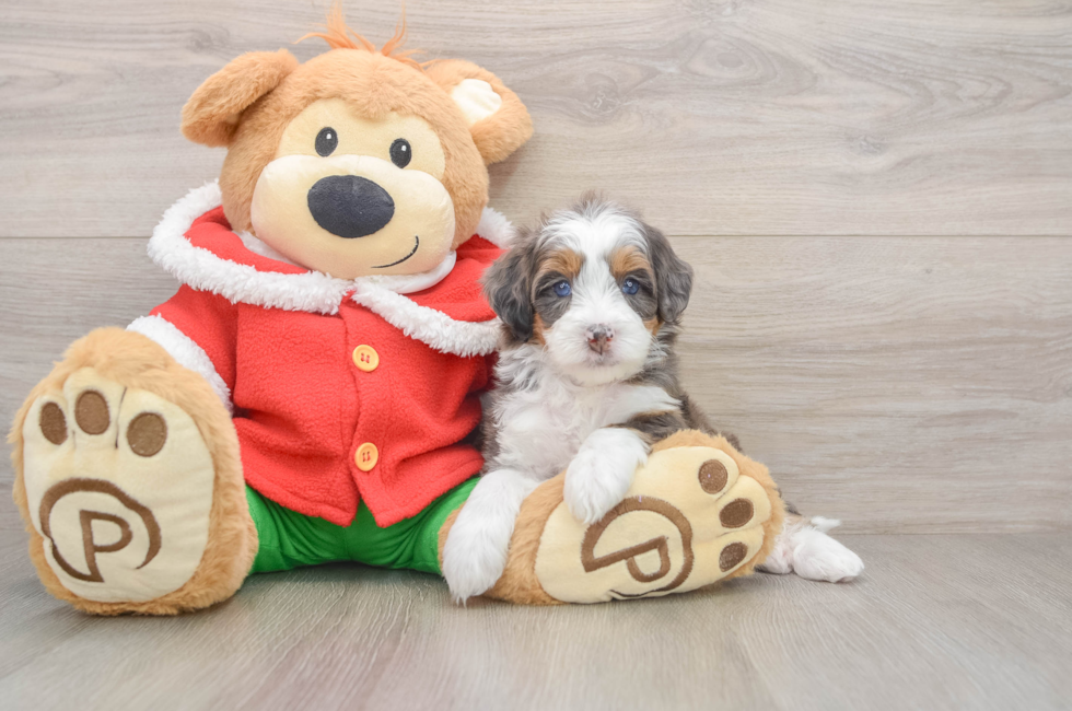 5 week old Mini Bernedoodle Puppy For Sale - Simply Southern Pups
