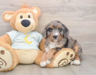 6 week old Mini Bernedoodle Puppy For Sale - Simply Southern Pups