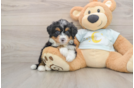Little Mini Bernese Poodle Poodle Mix Puppy
