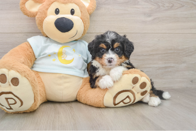Mini Bernedoodle Puppy for Adoption