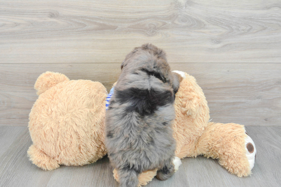 Mini Bernedoodle Puppy for Adoption