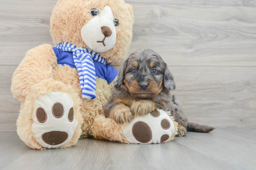 7 week old Mini Bernedoodle Puppy For Sale - Simply Southern Pups