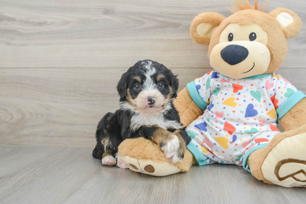 Smart Mini Bernedoodle Poodle Mix Pup