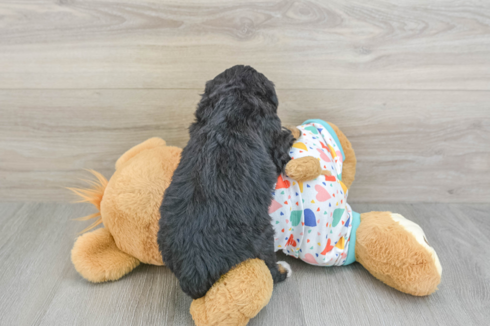 Mini Bernedoodle Puppy for Adoption