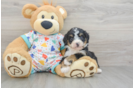 Friendly Mini Bernedoodle Baby