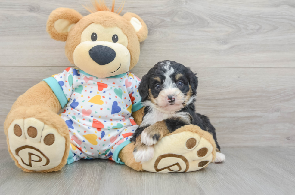 5 week old Mini Bernedoodle Puppy For Sale - Simply Southern Pups