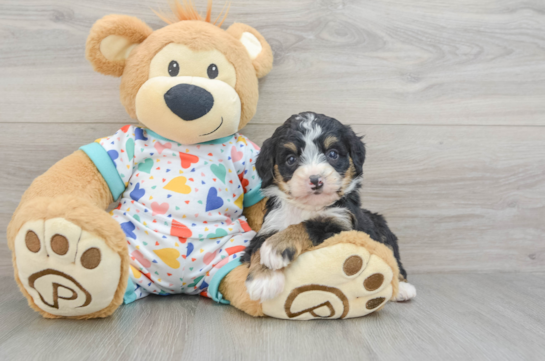 Friendly Mini Bernedoodle Baby