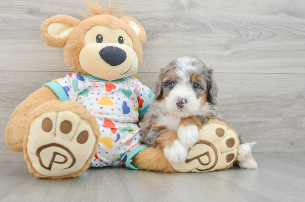5 week old Mini Bernedoodle Puppy For Sale - Simply Southern Pups