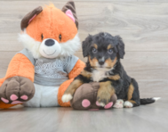 5 week old Mini Bernedoodle Puppy For Sale - Simply Southern Pups