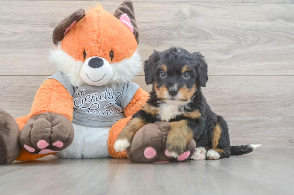 4 week old Mini Bernedoodle Puppy For Sale - Simply Southern Pups