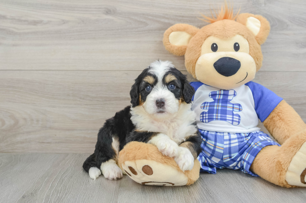 7 week old Mini Bernedoodle Puppy For Sale - Simply Southern Pups