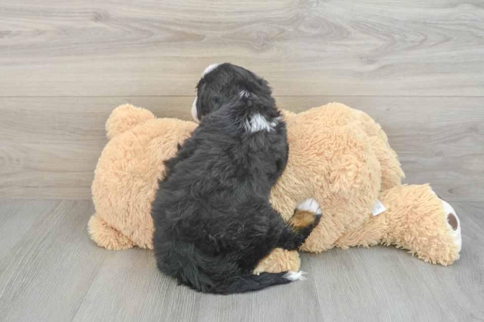 Mini Bernedoodle Pup Being Cute