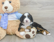 6 week old Mini Bernedoodle Puppy For Sale - Simply Southern Pups