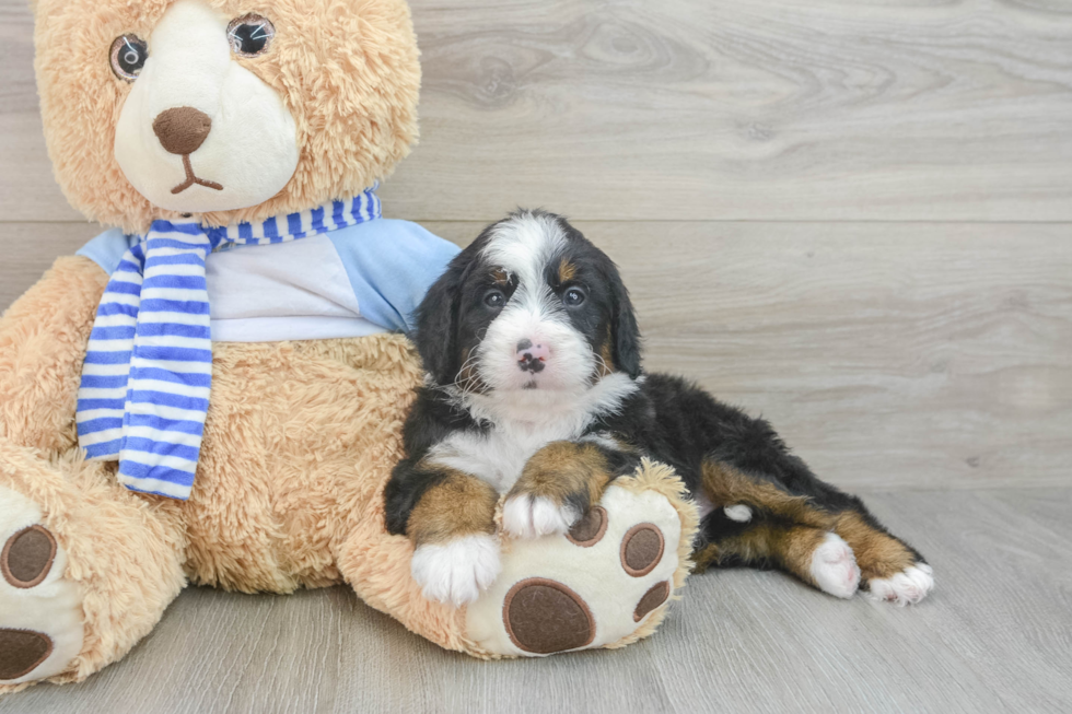 Energetic Mini Bernepoo Poodle Mix Puppy