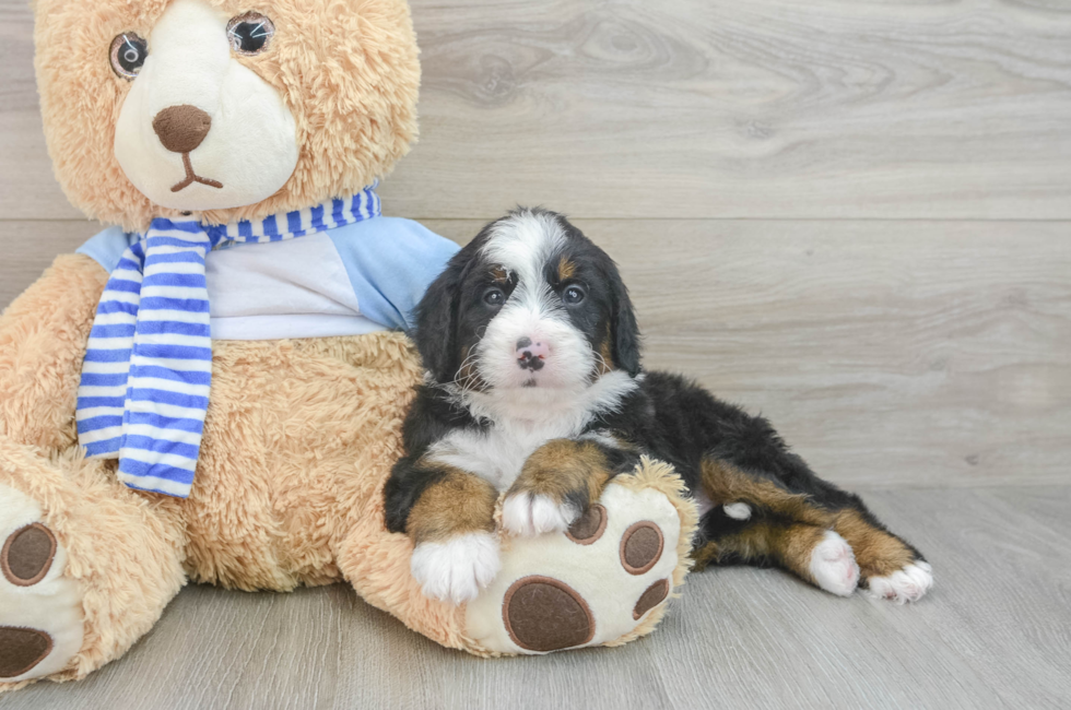 5 week old Mini Bernedoodle Puppy For Sale - Simply Southern Pups