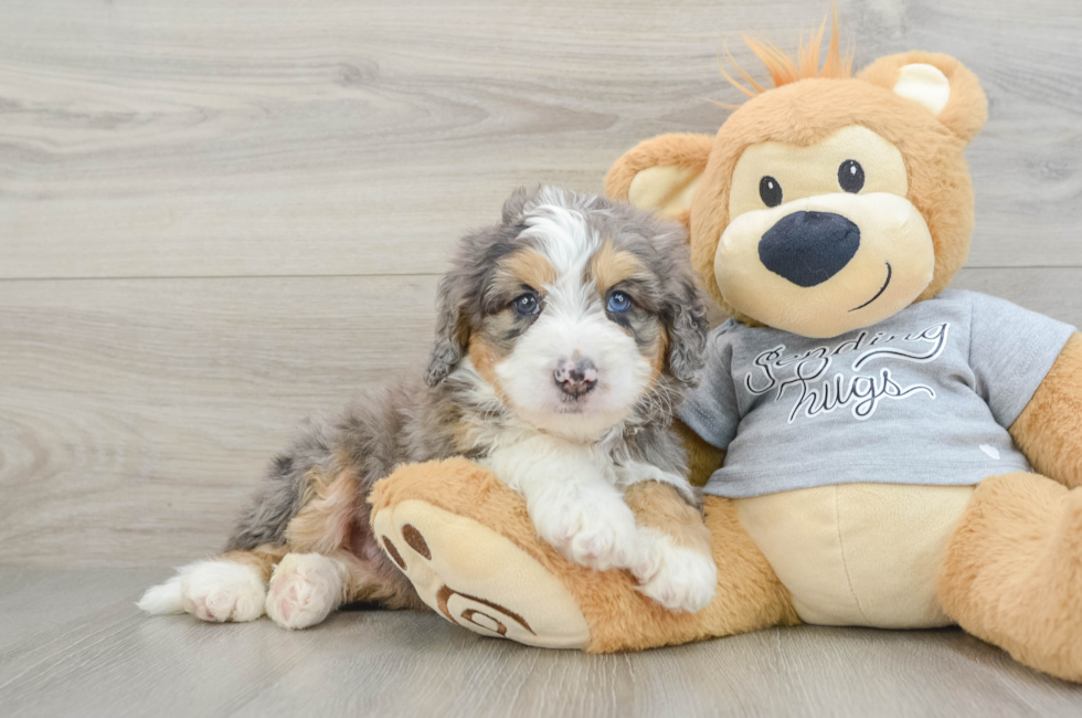 6 week old Mini Bernedoodle Puppy For Sale - Simply Southern Pups