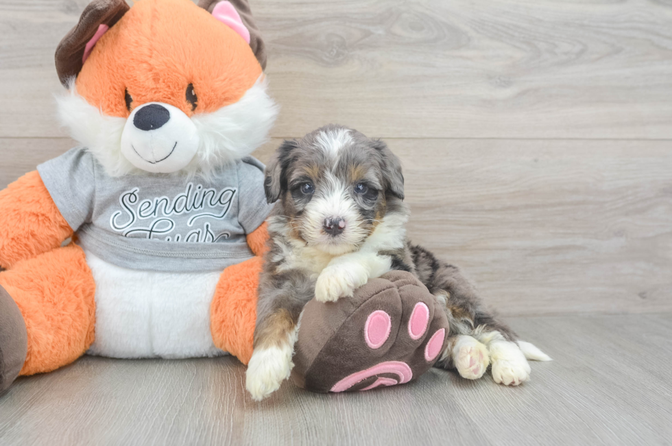 4 week old Mini Bernedoodle Puppy For Sale - Simply Southern Pups