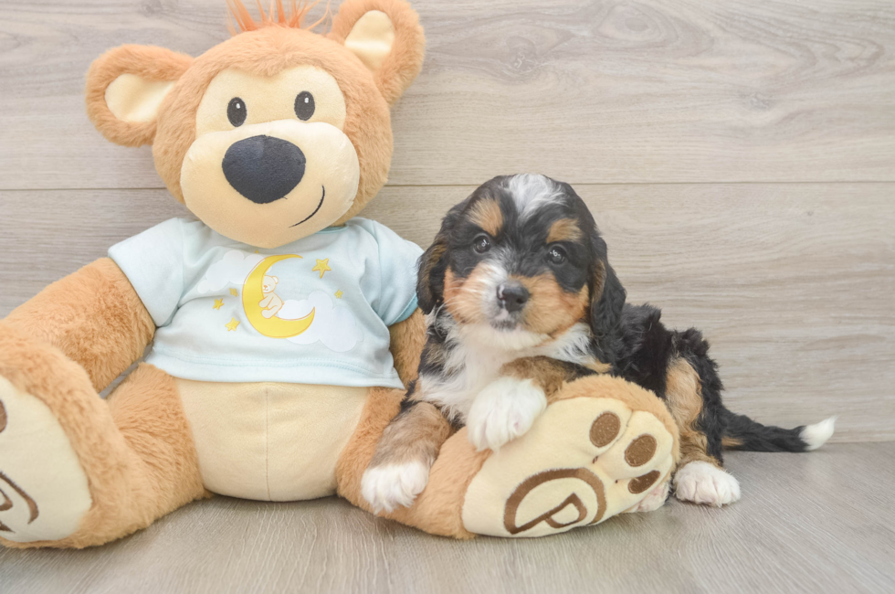 6 week old Mini Bernedoodle Puppy For Sale - Simply Southern Pups
