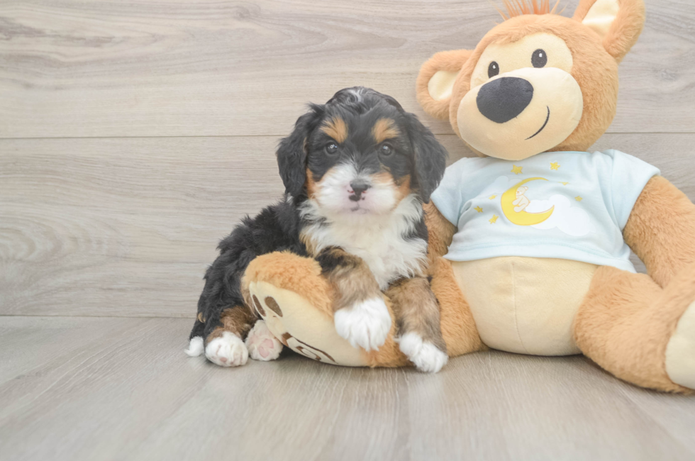 5 week old Mini Bernedoodle Puppy For Sale - Simply Southern Pups