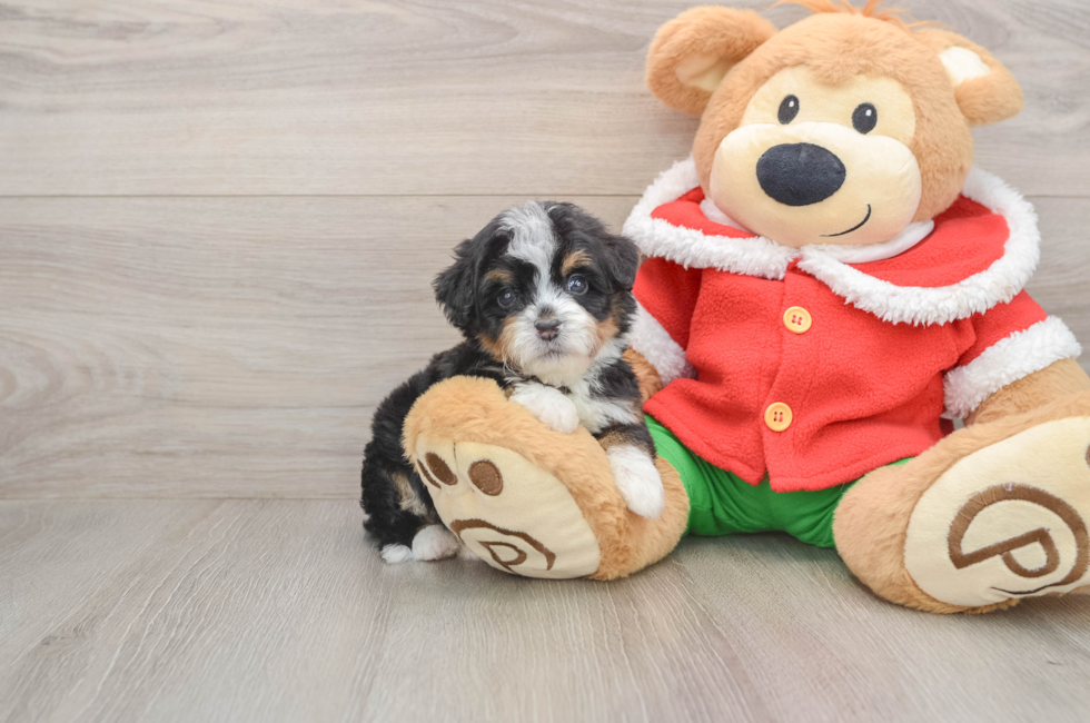 5 week old Mini Bernedoodle Puppy For Sale - Simply Southern Pups