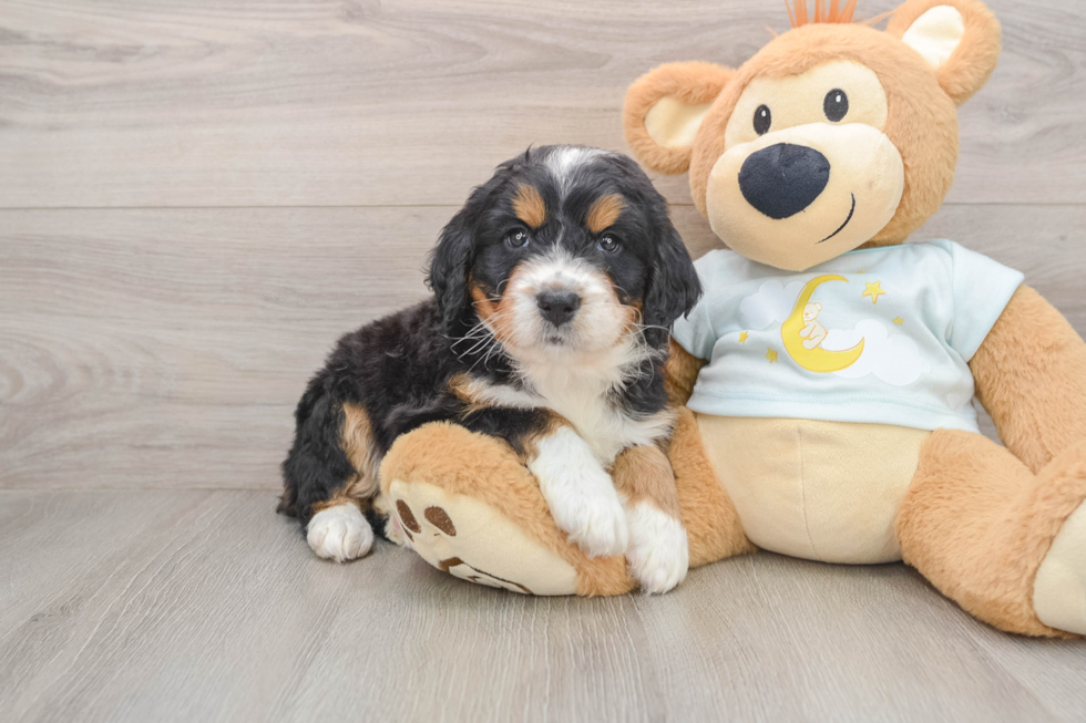 Friendly Mini Bernedoodle Baby