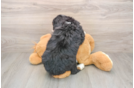 Best Mini Bernedoodle Baby