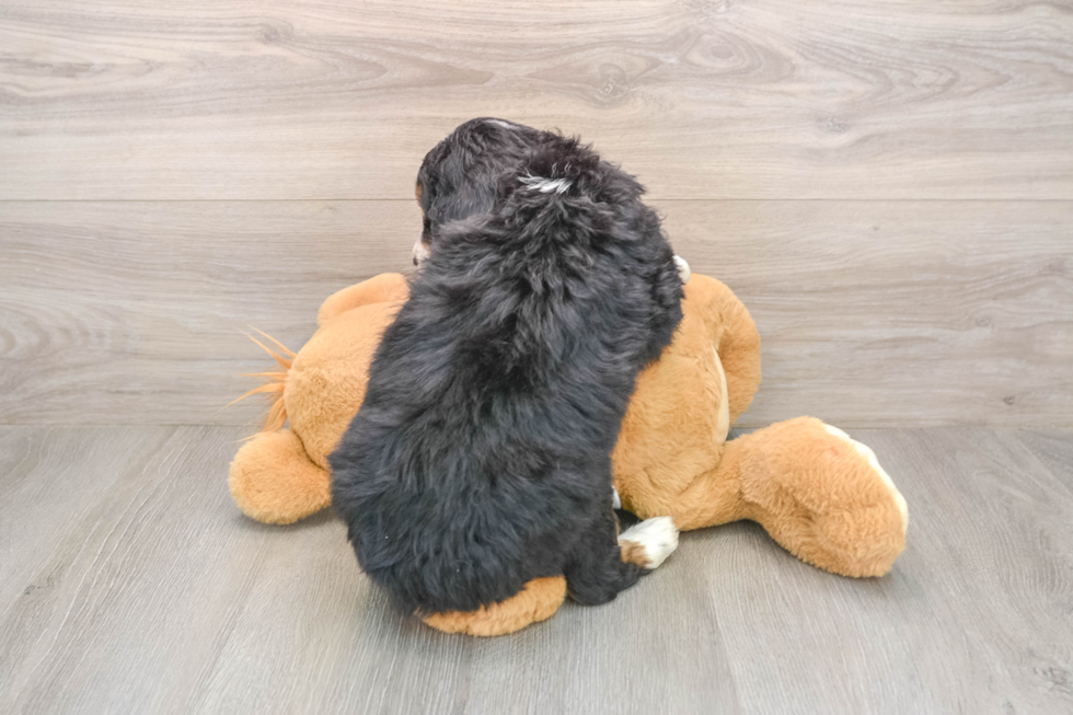 Best Mini Bernedoodle Baby