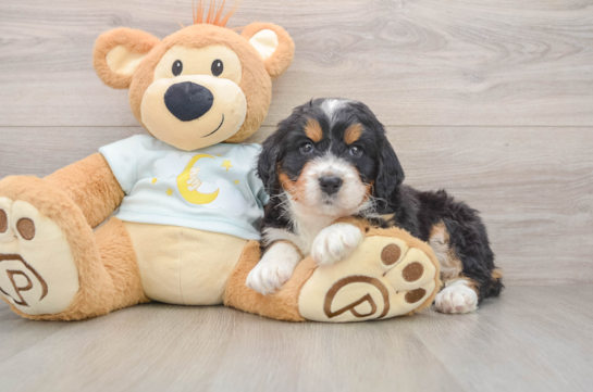 Happy Mini Bernedoodle Baby