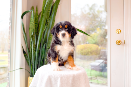 Mini Bernedoodle Pup Being Cute