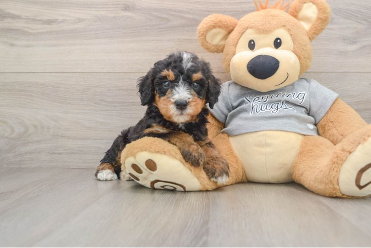Mini Bernedoodle Puppy for Adoption