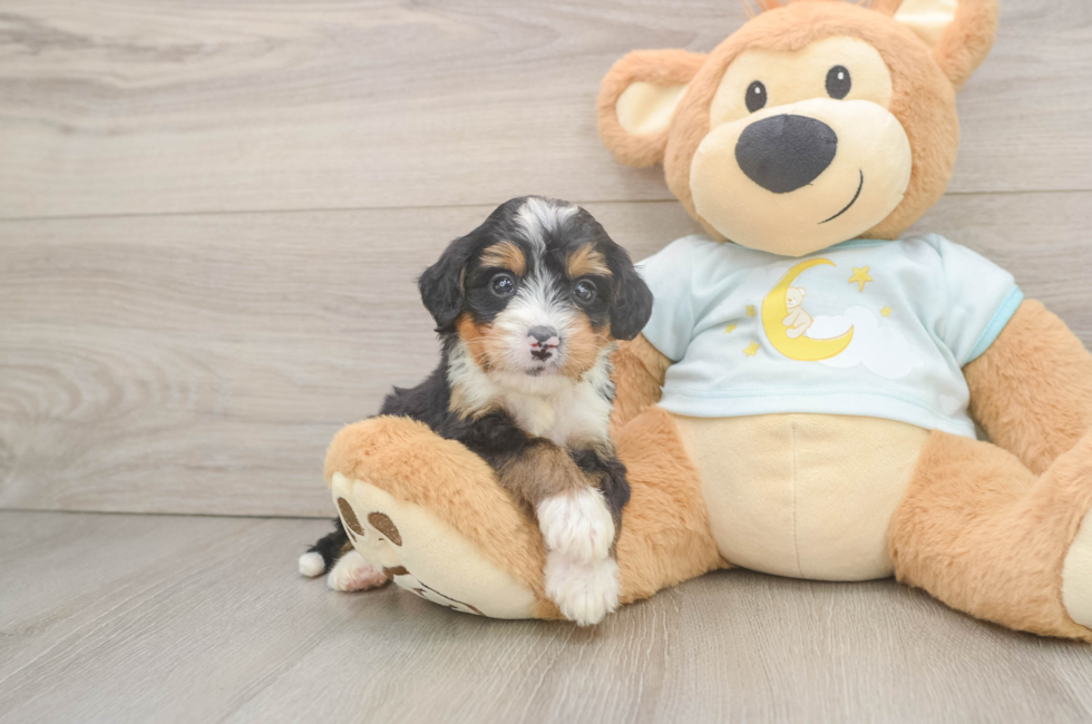 6 week old Mini Bernedoodle Puppy For Sale - Simply Southern Pups