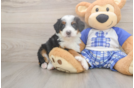 Hypoallergenic Mini Berniedoodle Poodle Mix Puppy
