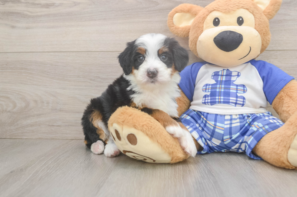 5 week old Mini Bernedoodle Puppy For Sale - Simply Southern Pups