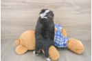 Mini Bernedoodle Pup Being Cute