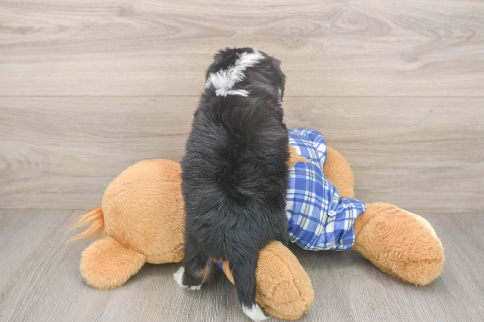 Mini Bernedoodle Pup Being Cute