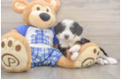 Hypoallergenic Mini Berniedoodle Poodle Mix Puppy