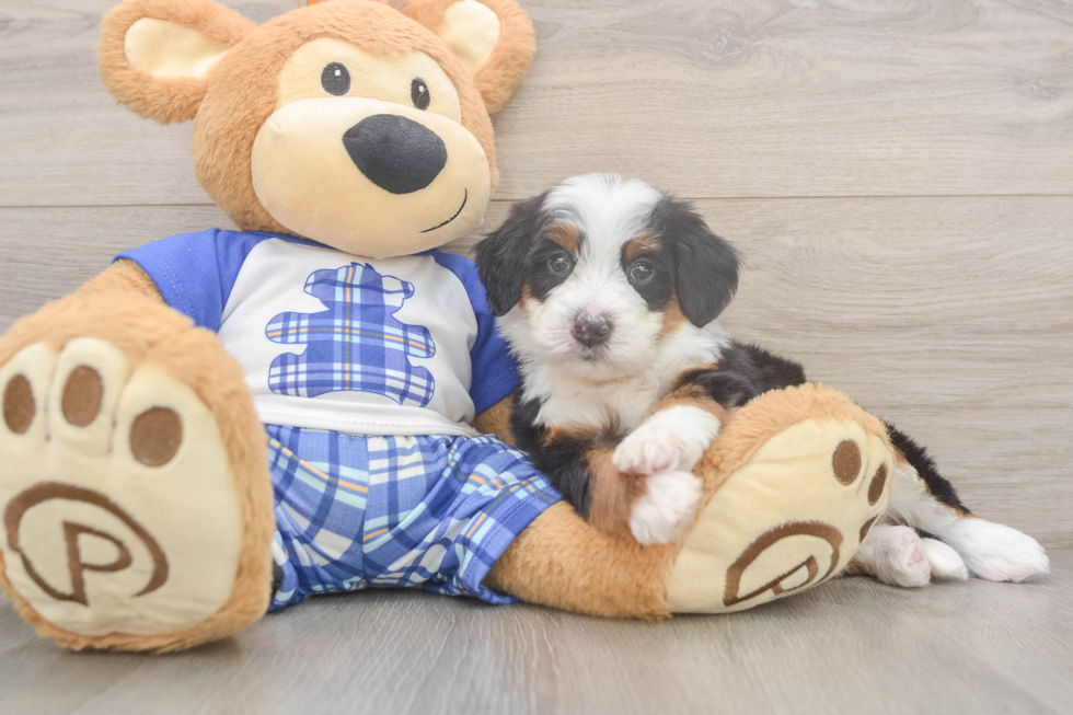 Hypoallergenic Mini Berniedoodle Poodle Mix Puppy